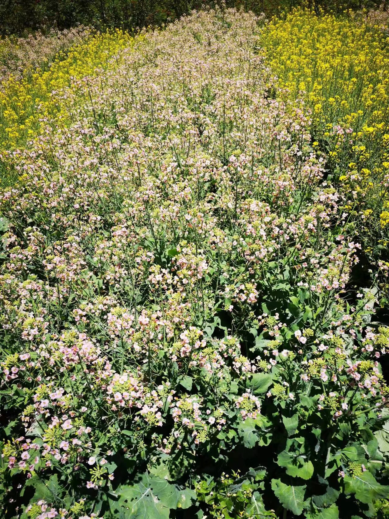 1660316628347000130.jpg
