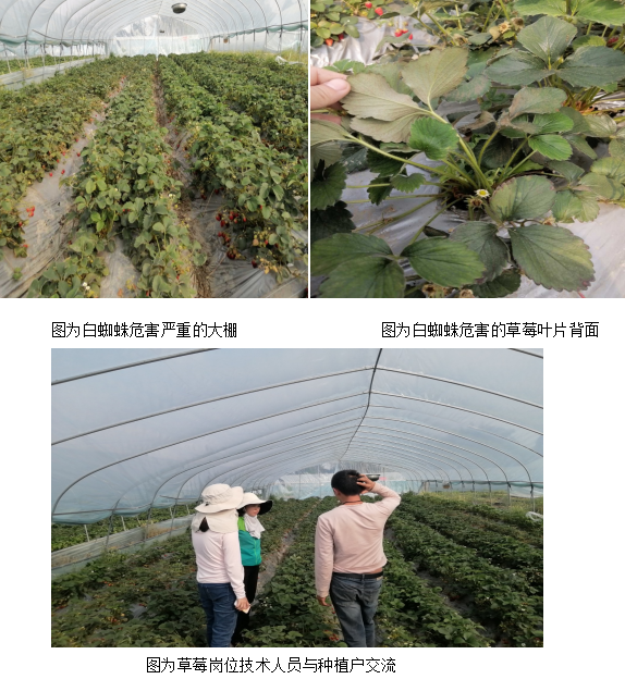 草莓   4-12.png