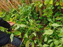 1729007143747031216.png 图片32.png