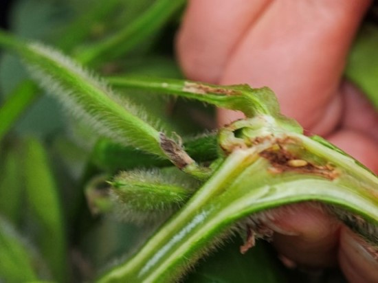 1729007288580011721.jpg 图片42.jpg