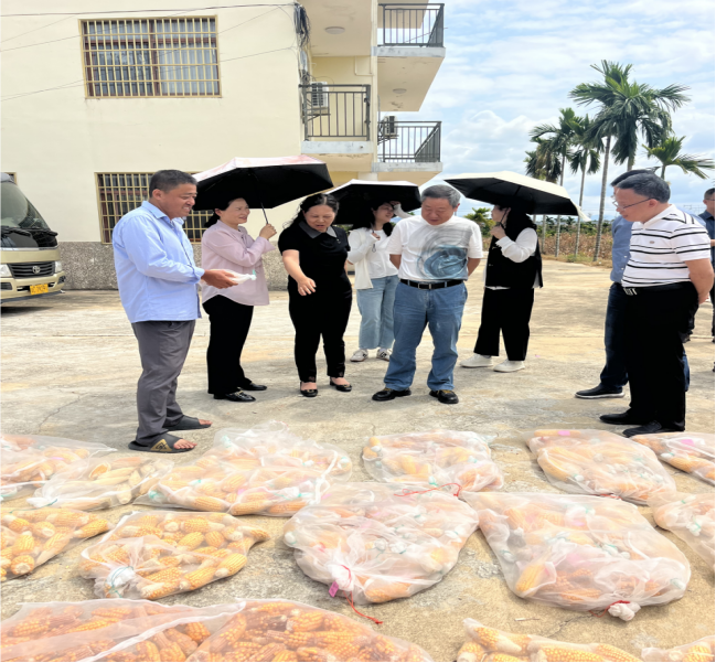 1774179646392066455.png 宜宾市人大常委会深入我院海南南繁基地考察调研——为种业振兴“把脉”赋能516.png